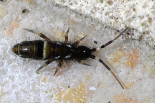 Réf. 277 469 : Orchesella cincta